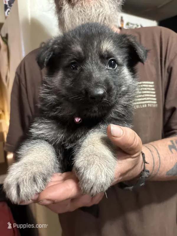 Harley – German Shepherd Dog puppy for sale in Richland Center, WI