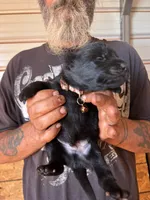 Dale AKC , a male German Shepherd Dog for sale in Asher, OK – 4 of 10
