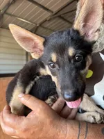 Gracie, a female German Shepherd Dog for sale in Asher, OK – 1 of 9
