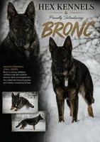 Hemi AKC, a male German Shepherd Dog for sale in Asher, OK – 9 of 10