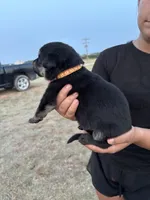 Gracie, a female German Shepherd Dog for sale in Asher, OK – 2 of 7