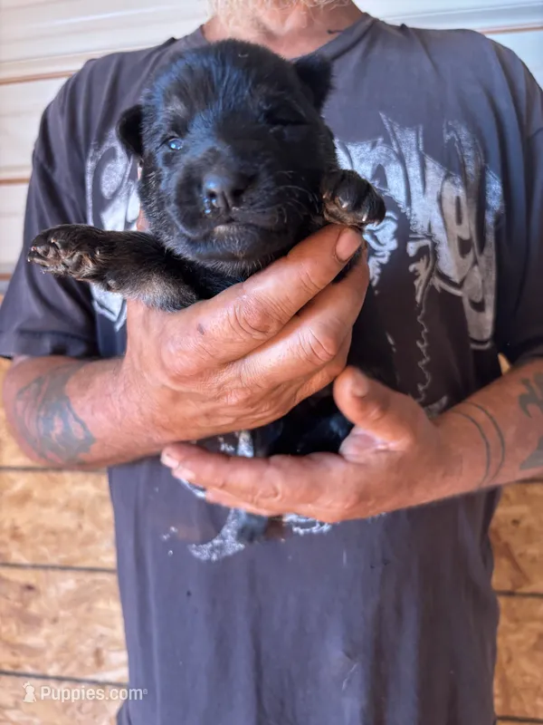 Hemi AKC – German Shepherd Dog puppy for sale in Asher, OK