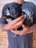 Hemi AKC, a male German Shepherd Dog for sale in Asher, OK – 1 of 10
