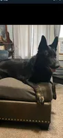 Hemi AKC, a male German Shepherd Dog for sale in Asher, OK – 6 of 10