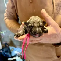Bri, a female German Shepherd Dog for sale in Richland Center, WI – Photo 1 of 7