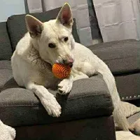 Bri, a female German Shepherd Dog for sale in Richland Center, WI – Photo 6 of 7