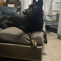 Bri, a female German Shepherd Dog for sale in Richland Center, WI – Photo 5 of 7