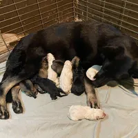 Bri, a female German Shepherd Dog for sale in Richland Center, WI – Photo 3 of 7