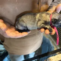 Bri, a female German Shepherd Dog for sale in Richland Center, WI – Photo 2 of 7