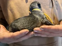 Karma, a female German Shepherd Dog for sale in Richland Center, WI – Photo 2 of 7