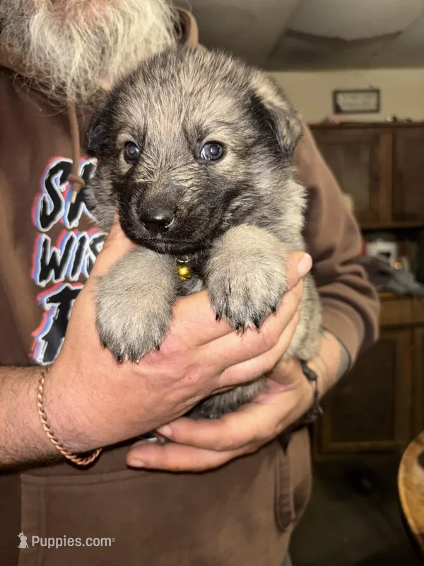 Karma – German Shepherd Dog puppy for sale in Richland Center, WI