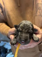 Karma, a female German Shepherd Dog for sale in Richland Center, WI – Photo 1 of 7