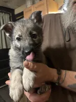 Karma, a female German Shepherd Dog for sale in Richland Center, WI – Photo 2 of 7