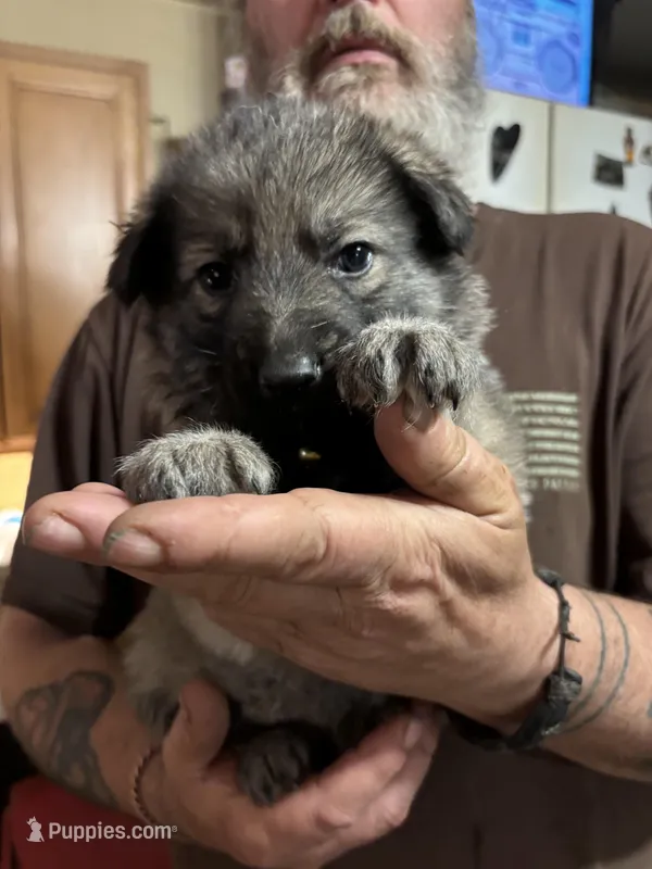 Karma – German Shepherd Dog puppy for sale in Richland Center, WI