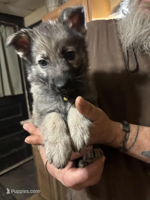 Karma – German Shepherd Dog puppy for sale in Richland Center, WI