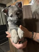 Karma, a female German Shepherd Dog for sale in Richland Center, WI – Photo 1 of 7