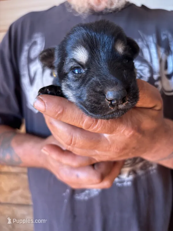 Shelby AKC  – German Shepherd Dog puppy for sale in Asher, OK