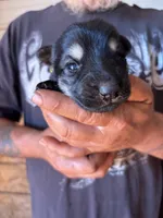 Shelby AKC , a female German Shepherd Dog for sale in Asher, OK – 1 of 10