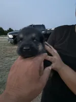 Boomer, a male German Shepherd Dog for sale in Asher, OK – 3 of 7