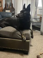 Jagger, a male German Shepherd Dog for sale in Richland Center, WI – Photo 7 of 7