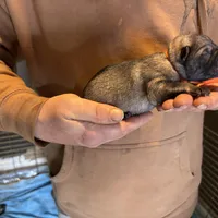 Jagger, a male German Shepherd Dog for sale in Richland Center, WI – Photo 5 of 10