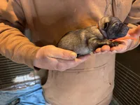 Jagger, a male German Shepherd Dog for sale in Richland Center, WI – Photo 2 of 7