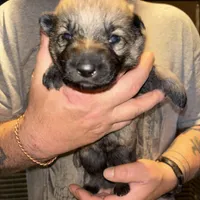 Jagger, a male German Shepherd Dog for sale in Richland Center, WI – Photo 1 of 10