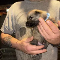 Jagger, a male German Shepherd Dog for sale in Richland Center, WI – Photo 2 of 10