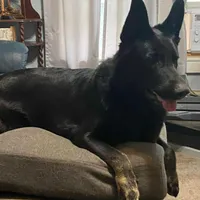 Jagger, a male German Shepherd Dog for sale in Richland Center, WI – Photo 9 of 10