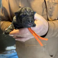 Jagger, a male German Shepherd Dog for sale in Richland Center, WI – Photo 4 of 10