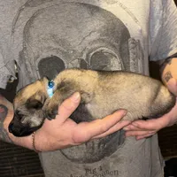 Jagger, a male German Shepherd Dog for sale in Richland Center, WI – Photo 3 of 10