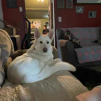 Jagger, a male German Shepherd Dog for sale in Richland Center, WI – Photo 8 of 10