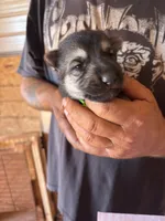Monte AKC , a male German Shepherd Dog for sale in Asher, OK – 2 of 10