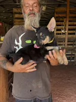 Gracie, a female German Shepherd Dog for sale in Asher, OK – 5 of 9