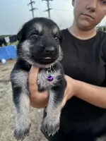 Jenny, a female German Shepherd Dog for sale in Asher, OK – 3 of 7