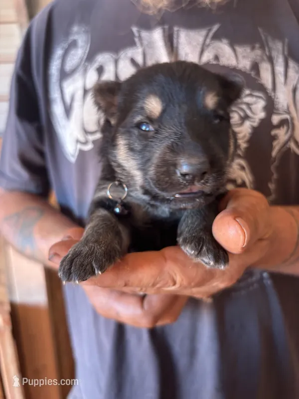 Chevy AKC  – German Shepherd Dog puppy for sale in Asher, OK