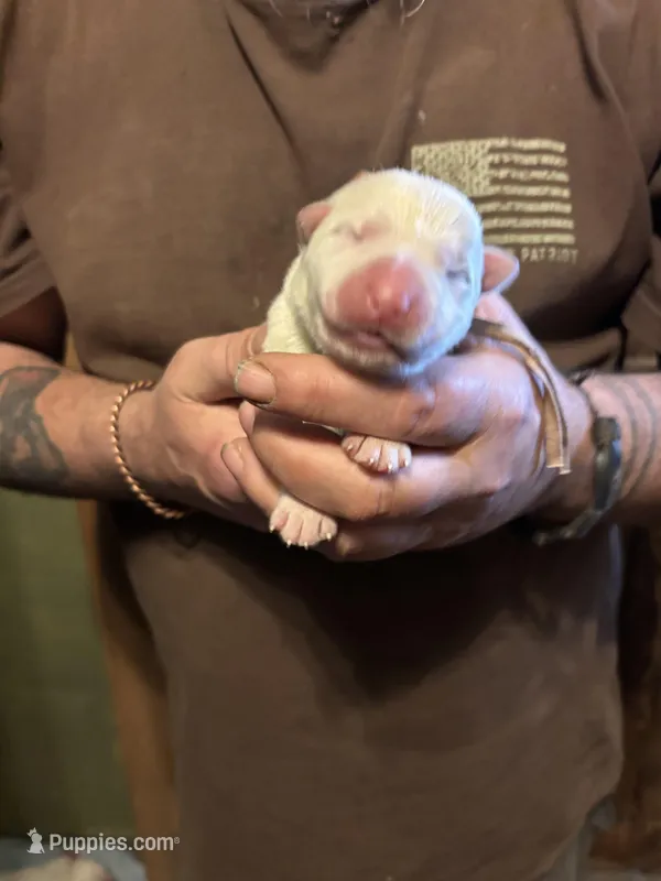 Aspen – German Shepherd Dog puppy for sale in Richland Center, WI