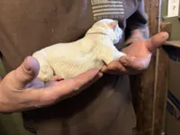 Aspen, a female German Shepherd Dog for sale in Richland Center, WI – Photo 3 of 7