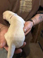 Aspen, a female German Shepherd Dog for sale in Richland Center, WI – Photo 2 of 7