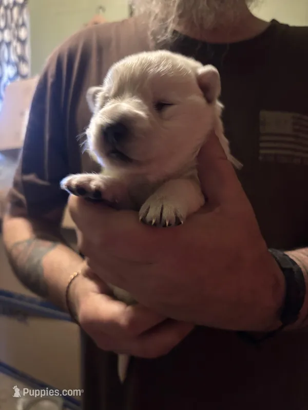 Aspen – German Shepherd Dog puppy for sale in Richland Center, WI