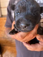 Dale AKC , a male German Shepherd Dog for sale in Asher, OK – 2 of 10
