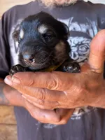 Shelby AKC , a female German Shepherd Dog for sale in Asher, OK – 4 of 10