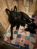 Hemi AKC, a male German Shepherd Dog for sale in Asher, OK – 10 of 10