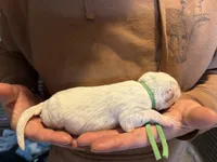 Rogue, a male German Shepherd Dog for sale in Richland Center, WI – Photo 2 of 7