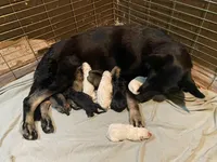 Rogue, a male German Shepherd Dog for sale in Richland Center, WI – Photo 3 of 7