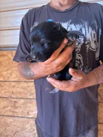 Hemi AKC, a male German Shepherd Dog for sale in Asher, OK – 4 of 10