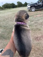 Maddy, a female German Shepherd Dog for sale in Asher, OK – 2 of 7