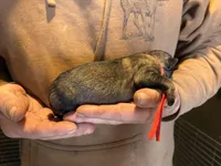 Rebel, a male German Shepherd Dog for sale in Richland Center, WI – Photo 2 of 7