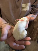 Mayham , a female German Shepherd Dog for sale in Richland Center, WI – Photo 3 of 6