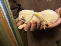 Willow, a female German Shepherd Dog for sale in Richland Center, WI – Photo 3 of 6